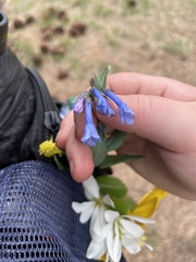 Mertensia oblongifolia