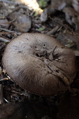 Coprinopsis uliginicola