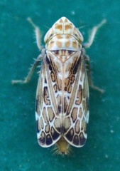 Errastunus ocellaris