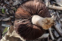 Coprinopsis uliginicola