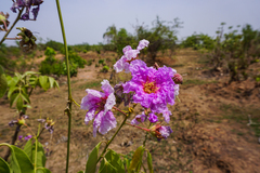 Lagerstroemia