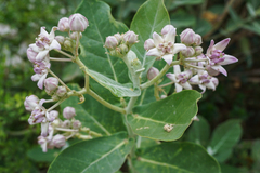 Calotropis gigantea
