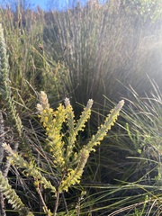 Struthiola tomentosa