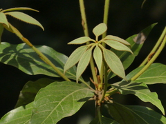 Actinodaphne hookeri