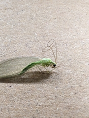 Chrysoperla