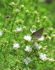 Strymon melinus image