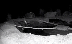 Bubo virginianus magellanicus