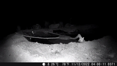 Bubo virginianus magellanicus