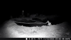 Bubo virginianus magellanicus