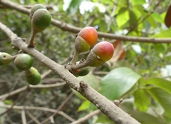Actinodaphne hookeri