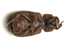 Maechidius