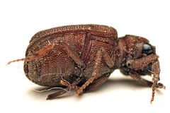 Maechidius