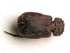 Maechidius