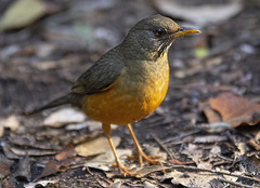 Turdus olivaceus olivaceus