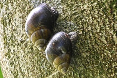 Lissachatina immaculata