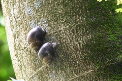 Lissachatina immaculata