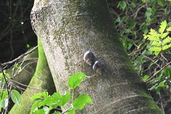 Lissachatina immaculata