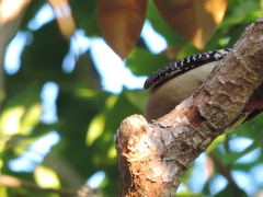 Melanerpes