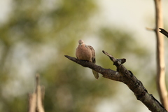 Streptopelia chinensis