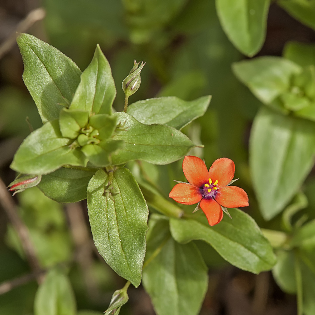 Anagallis arvensis — a medium houseplant, prefers full sun light