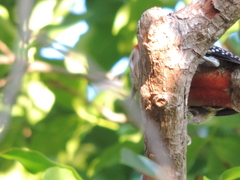 Melanerpes