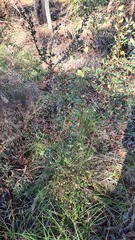 Grevillea mucronulata