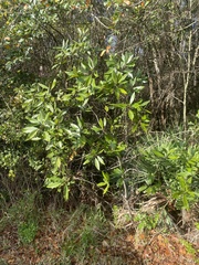 Persea borbonia