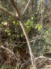 Persea borbonia