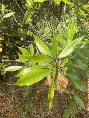Persea borbonia