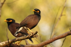 Acridotheres tristis