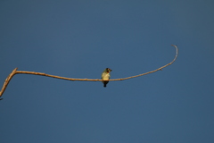 Psilopogon haemacephalus