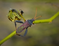 Dersagrena subfoveolata