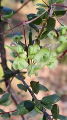 Grevillea mucronulata