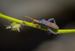 Dersagrena subfoveolata