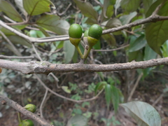 Actinodaphne hookeri