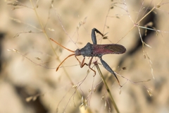 Dersagrena subfoveolata