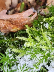 Eurhynchium
