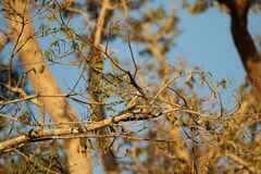 Psilopogon zeylanicus