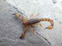 Timogenes