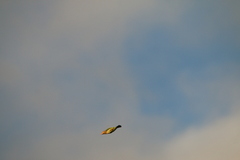 Psilopogon zeylanicus