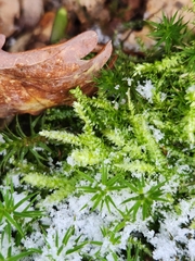 Eurhynchium