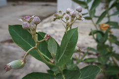 Calotropis gigantea