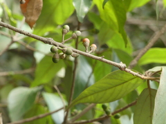 Actinodaphne hookeri