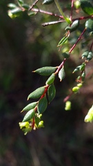 Grevillea mucronulata