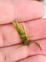 Eurhynchium