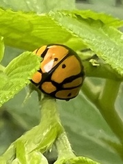 Harmonia