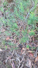 Cassinia aculeata