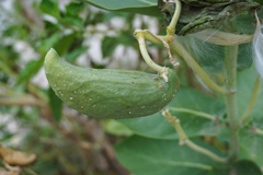 Calotropis gigantea