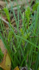 Carex inversa