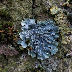 Punctelia subrudecta